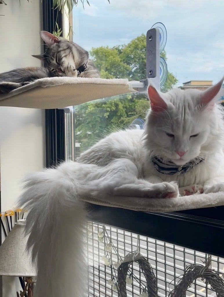 cats
